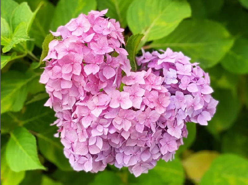三室戸寺の紫陽花